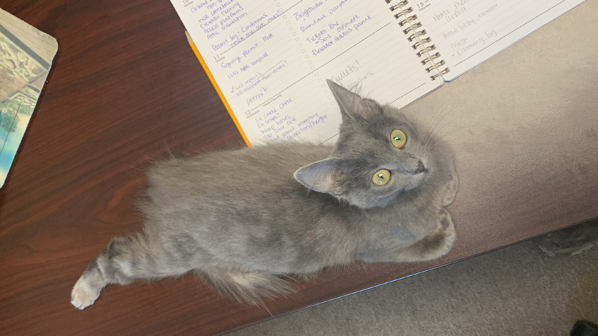 Kittens Survive Hurricane Ian and Find Shelter with PCL Team